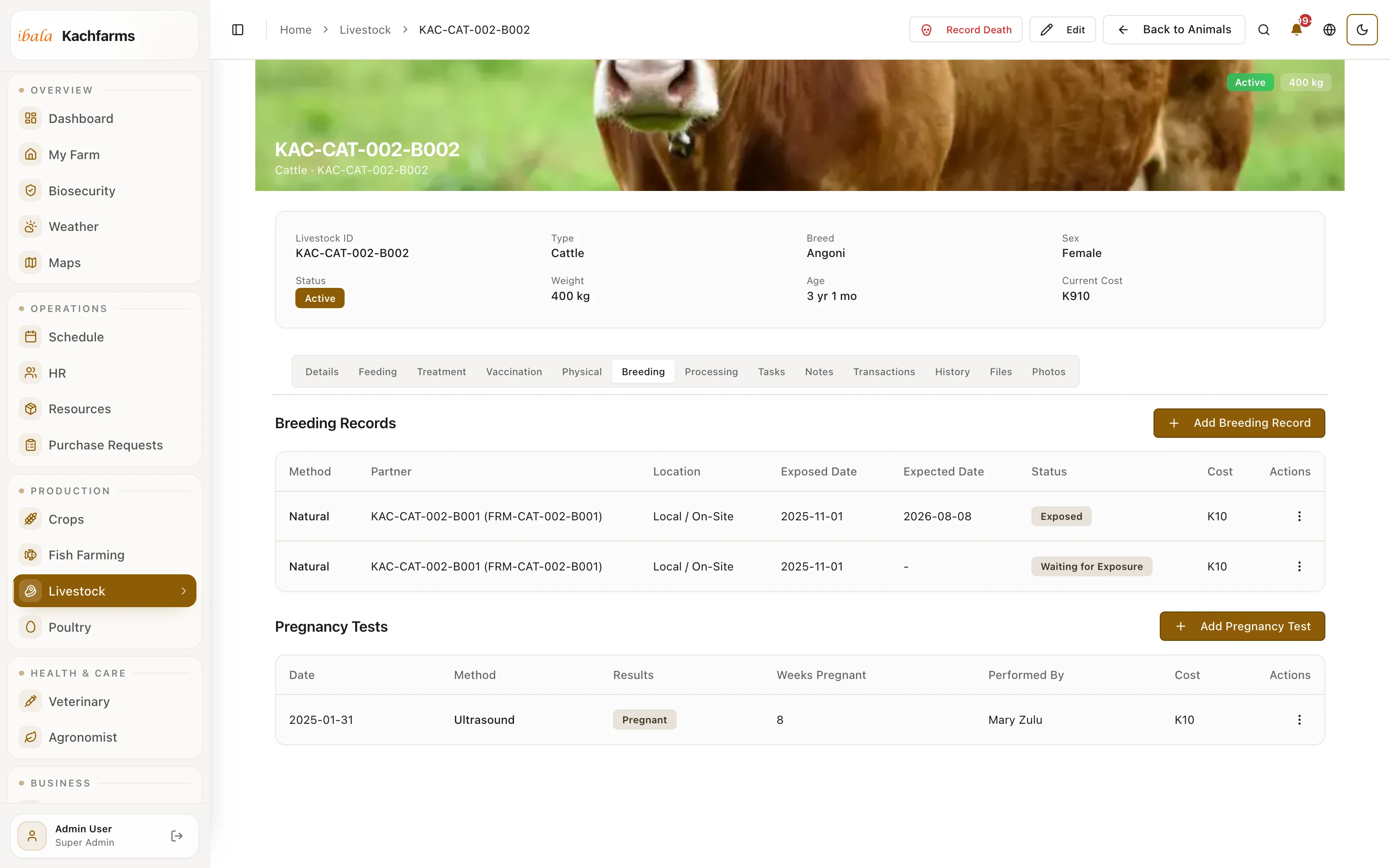 Livestock